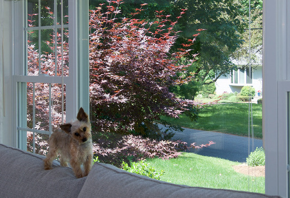 Ephrata Windows